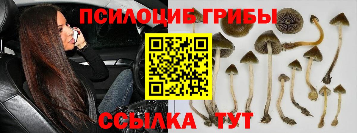 хочу   Галлюциногенные грибы Psilocybe  Вход с VPN  Коркино 